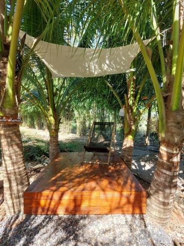 Lung Nui Dates Palm Farm in Prachantakham Lung Nui Dates Palm Farm in Prachantakham