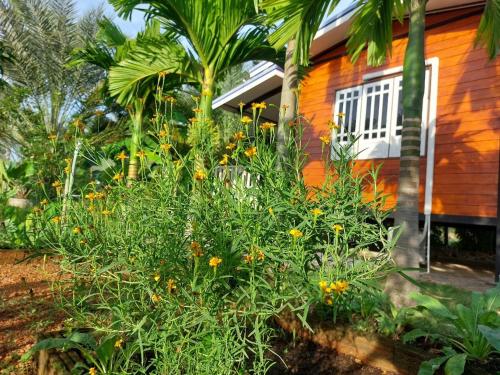 Lung Nui Dates Palm Farm in Prachantakham Lung Nui Dates Palm Farm in Prachantakham