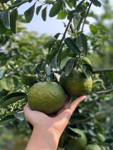 Cin Homestay in Cau Ke Cin Homestay in Cau Ke