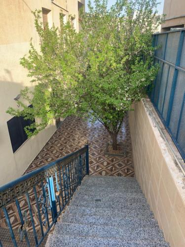 الأردن اربد الاشرفيه غابات برقش وأم النمل (الأردن اربد الاشرفيه غابات برقش وأم النمل) in 타브켓 파헬 الأردن اربد الاشرفيه غابات برقش وأم النمل (الأردن اربد الاشرفيه غابات برقش وأم النمل) in 타브켓 파헬