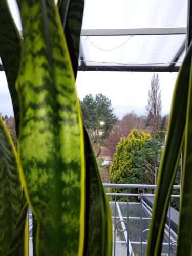 Pokój w domu z oranżerią i śniadaniem (Pokoj w domu z oranzeria i sniadaniem) in Pilczyce Pokój w domu z oranżerią i śniadaniem (Pokoj w domu z oranzeria i sniadaniem) in Pilczyce