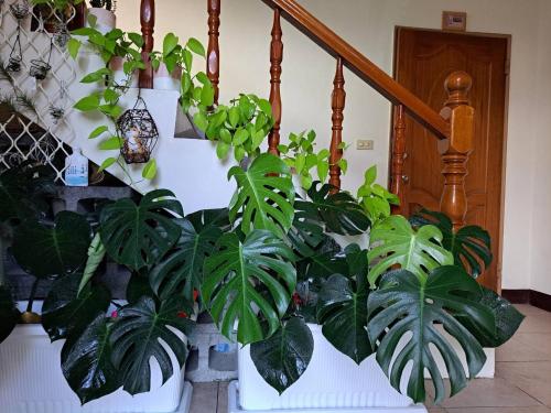 Pintu masuk, 曼巴小棧 in Pulau Matsu Pintu masuk, 曼巴小棧 in Pulau Matsu