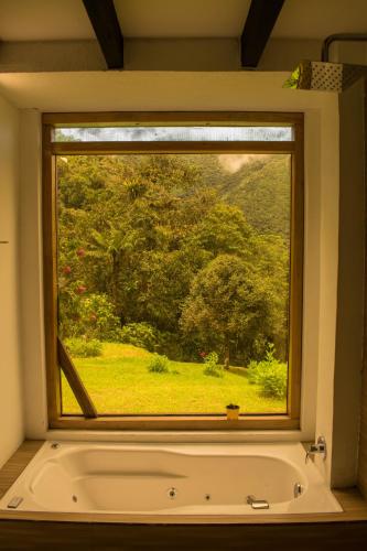 Baño, Neblina Bird in Otavalo Baño, Neblina Bird in Otavalo