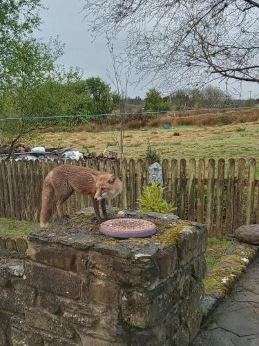 Glenadagh Oughter Cottage in 貝利堡 Glenadagh Oughter Cottage in 貝利堡