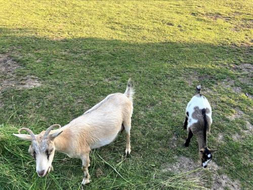 Masion de la paix et nature in Chennebrun Masion de la paix et nature in Chennebrun
