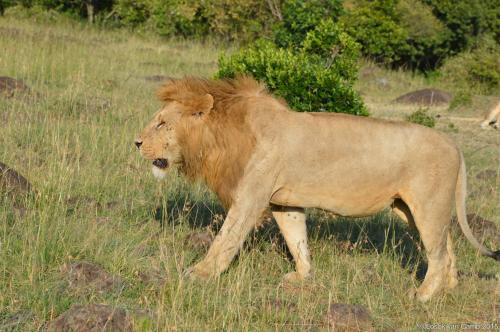 Losokwan Luxury Tented Camp - Maasai Mara in Narok Losokwan Luxury Tented Camp - Maasai Mara in Narok