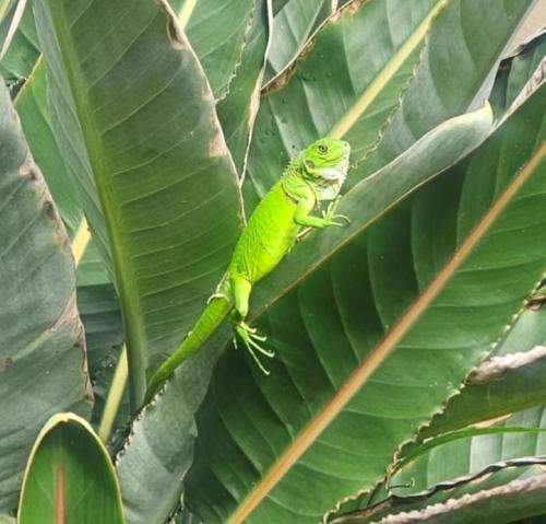 Bethany House - IMMACULATE OCEAN VIEWS Above the Westin Resort - Large Deck in Cruz Bay Bethany House - IMMACULATE OCEAN VIEWS Above the Westin Resort - Large Deck in Cruz Bay
