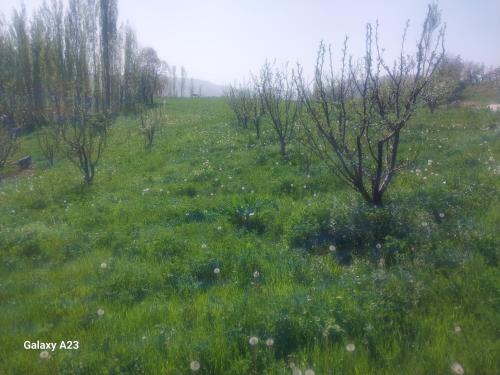 Mehron hotel in 沙赫里薩布茲 Mehron hotel in 沙赫里薩布茲