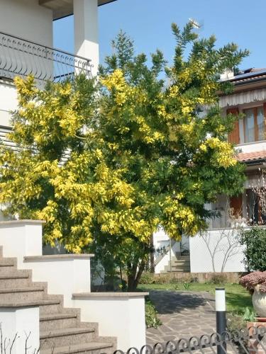 B & B Le Mimose in Imola B & B Le Mimose in Imola