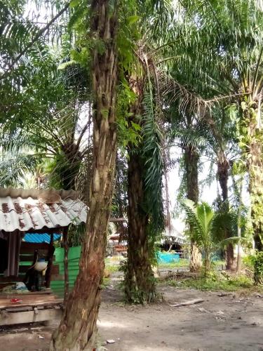 Happy Palm House in Huai Nam Khao Happy Palm House in Huai Nam Khao