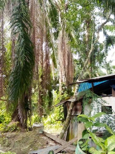 Happy Palm House in Huai Nam Khao Happy Palm House in Huai Nam Khao