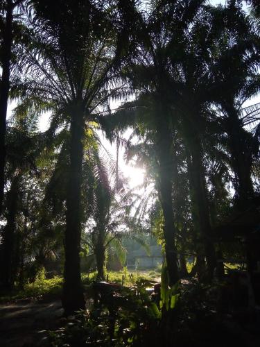Happy Palm House in Huai Nam Khao Happy Palm House in Huai Nam Khao