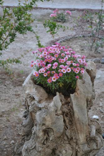 This photo about Floralia shared on HyHotel.com