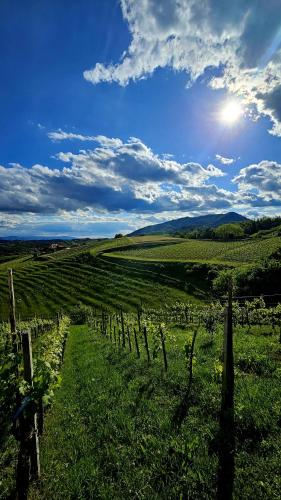Kilátás, Country House Srček (Country House Srcek) in Bizeljsko Kilátás, Country House Srček (Country House Srcek) in Bizeljsko