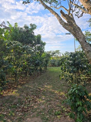 Stay with a hot tub on a coffee farm in Siguatepeque Stay with a hot tub on a coffee farm in Siguatepeque