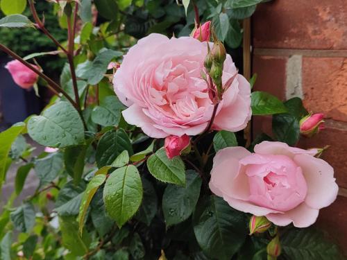 Garden, Atelier Verde - A Comfortable Garden Apartment in Talbot and Branksome Woods Garden, Atelier Verde - A Comfortable Garden Apartment in Talbot and Branksome Woods