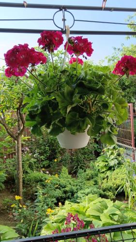 Vila Prahoveană (Vila Prahoveana) in Eforie Nord Vila Prahoveană (Vila Prahoveana) in Eforie Nord