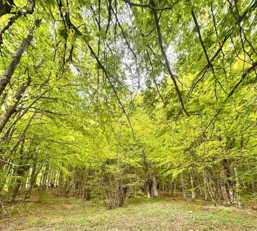 Lingkungan sekitar, Forest Panorama Cabin Brezna in Pluzine Lingkungan sekitar, Forest Panorama Cabin Brezna in Pluzine