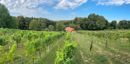 Kilátás, Modernes Kellerstöckl im Südburgenland (Modernes Kellerstockl im Sudburgenland) in Németújvár Kilátás, Modernes Kellerstöckl im Südburgenland (Modernes Kellerstockl im Sudburgenland) in Németújvár