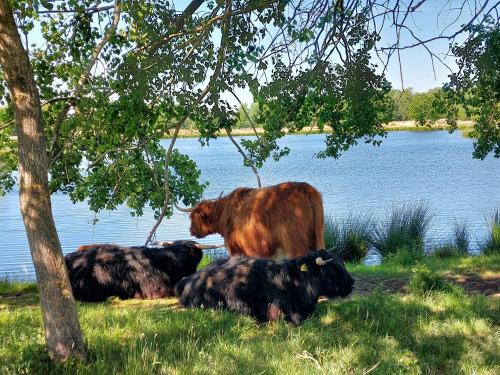 Otoczenie, Egelantier in Zuidwolde Otoczenie, Egelantier in Zuidwolde