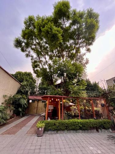 zahrada, Casita del Árbol (Casita del Arbol) in Mexico City Airport zahrada, Casita del Árbol (Casita del Arbol) in Mexico City Airport