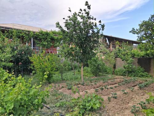 Noa Village Hostel and Guest house in Najicheván Noa Village Hostel and Guest house in Najicheván