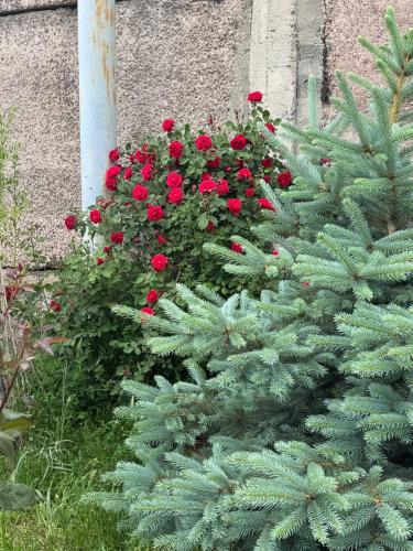 Hamuni in 阿博維揚 Hamuni in 阿博維揚