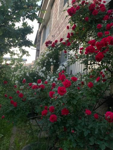 Hamuni in 阿博維揚 Hamuni in 阿博維揚