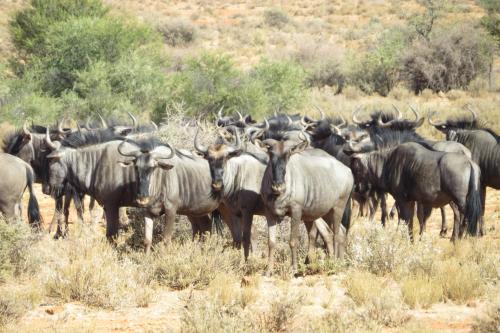 Swartfontein Game and Adventure Lodge in Solitaire Swartfontein Game and Adventure Lodge in Solitaire