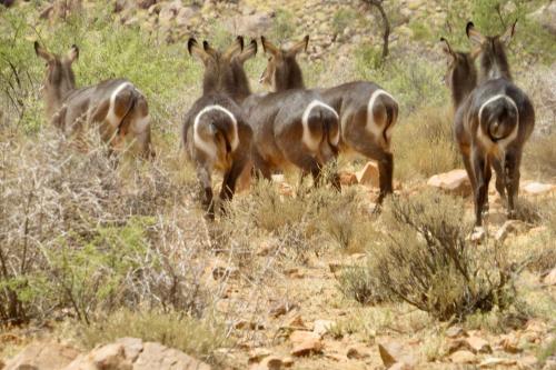 Swartfontein Game and Adventure Lodge in Solitaire Swartfontein Game and Adventure Lodge in Solitaire