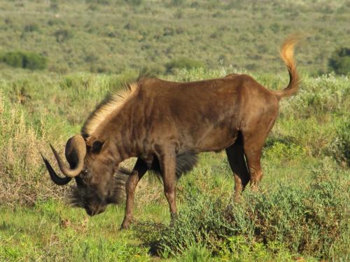 Swartfontein Game and Adventure Lodge in Solitaire Swartfontein Game and Adventure Lodge in Solitaire