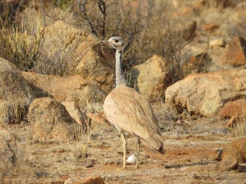 Swartfontein Game and Adventure Lodge in Solitaire Swartfontein Game and Adventure Lodge in Solitaire