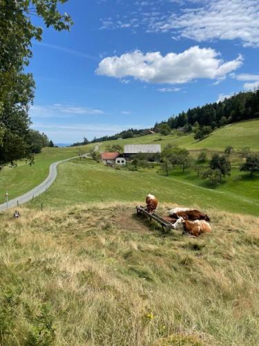 Eko kmetija Sen na Zgornji Kapli in Podvelka Eko kmetija Sen na Zgornji Kapli in Podvelka