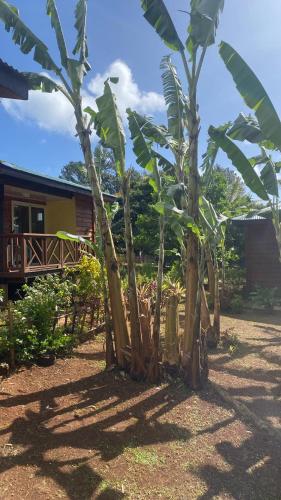 Fare Tamaruorai in Austral Islands Fare Tamaruorai in Austral Islands