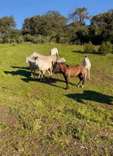 Finca Jaralta de Carmen in La Puebla De Los Infantes Finca Jaralta de Carmen in La Puebla De Los Infantes