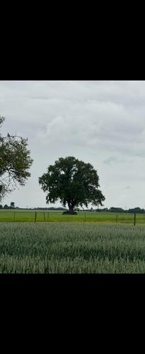 L alauda in Bourg-Achard L alauda in Bourg-Achard