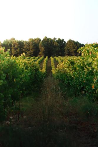 Lusus Wine House in โคอิมโบรส์ Lusus Wine House in โคอิมโบรส์
