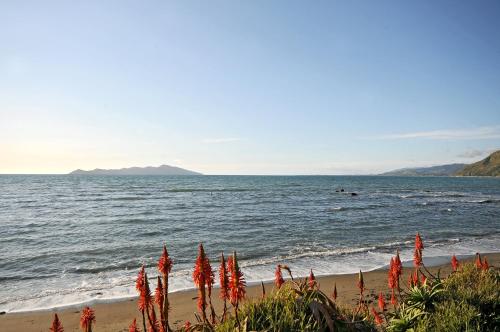 ชายหาด, Kapiti Waves Bed & Breakfast in เปคาคาริกิ ชายหาด, Kapiti Waves Bed & Breakfast in เปคาคาริกิ