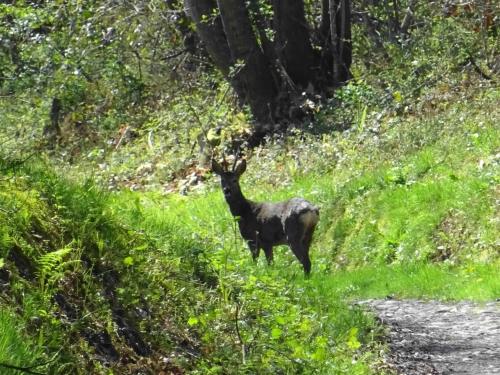 A környék, Gîte Au-delà des cimes (Gite Au-dela des cimes) in Villeneuve De Riviere A környék, Gîte Au-delà des cimes (Gite Au-dela des cimes) in Villeneuve De Riviere