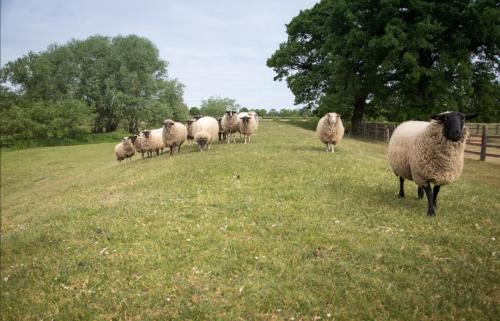 Hof Allerniederung in Dorverden Hof Allerniederung in Dorverden