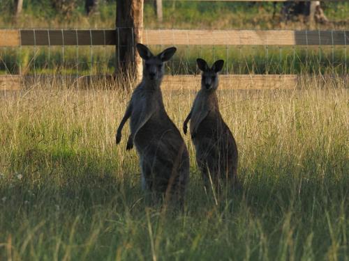 Rothbury Downs in Rothbury Rothbury Downs in Rothbury