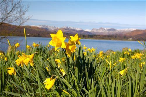 Surrounding environment, Lingmoor in Windermere Surrounding environment, Lingmoor in Windermere