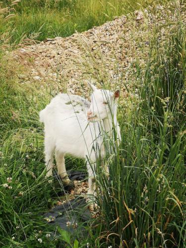 Domek na łące (Domek na lace) in Stare Jeżewo Domek na łące (Domek na lace) in Stare Jeżewo