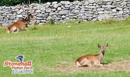 Celtic Park in Адар Celtic Park in Адар
