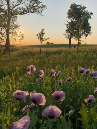 Stylish seaside barn in Ostra Hoby Stylish seaside barn in Ostra Hoby