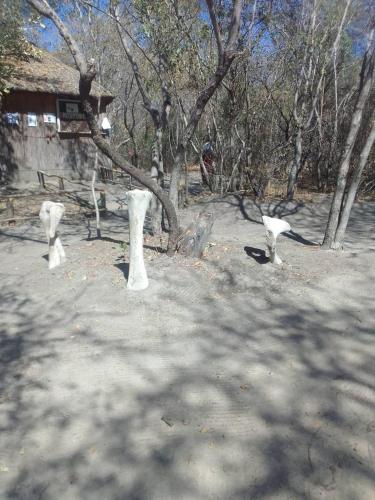 Kayubo Campsite in 孔戈拉 Kayubo Campsite in 孔戈拉