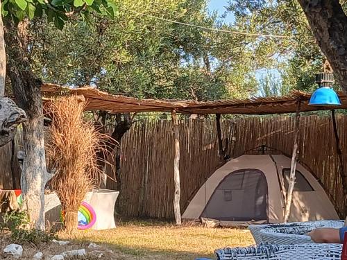 Olive Qeparo Fushe Camping in Qazim Pali Olive Qeparo Fushe Camping in Qazim Pali