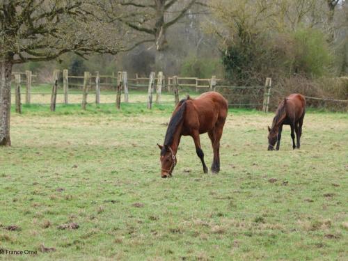 Maison restaurée à la ferme équestre avec terrasse close et animaux admis - FR-1-497-239 (Maison restauree a la ferme equestre avec terrasse close et animaux admis - FR-1-497-239) in La Ferte-Frenel Maison restaurée à la ferme équestre avec terrasse close et animaux admis - FR-1-497-239 (Maison restauree a la ferme equestre avec terrasse close et animaux admis - FR-1-497-239) in La Ferte-Frenel