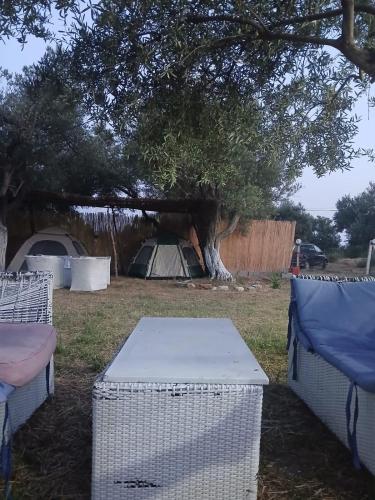 Olive Qeparo Fushe Camping in Qazim Pali Olive Qeparo Fushe Camping in Qazim Pali