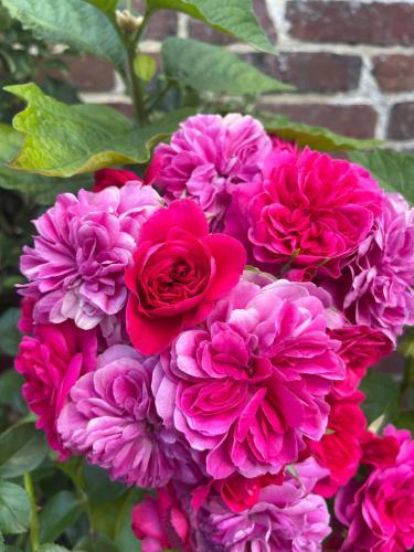 Garden, Gite des Roses in Gournay-En-Bray Garden, Gite des Roses in Gournay-En-Bray